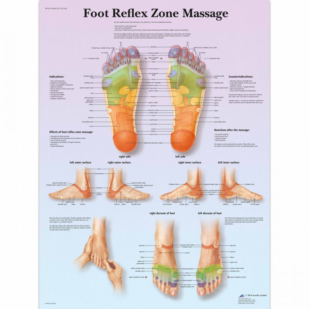 B Scientific Foot Reflexology Chart - Lierre