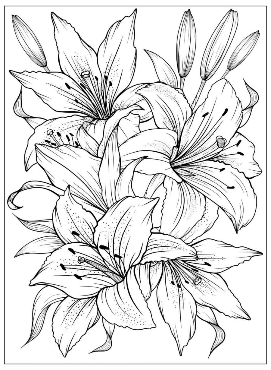 Download Coloring page with Lilies and leaves