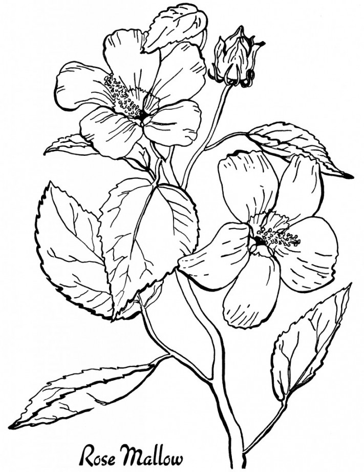 Flower Coloring Pages for Adults- All Unique! - The Graphics Fairy