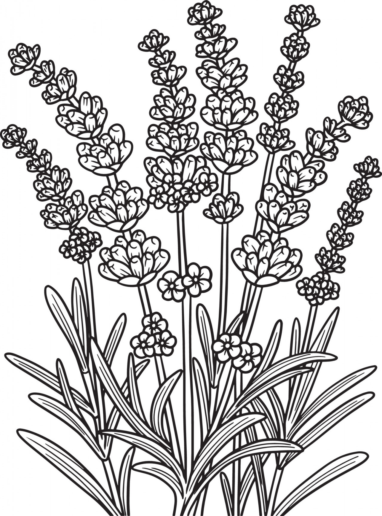 Lavender Flower Coloring Page for Adults  Vector Art at