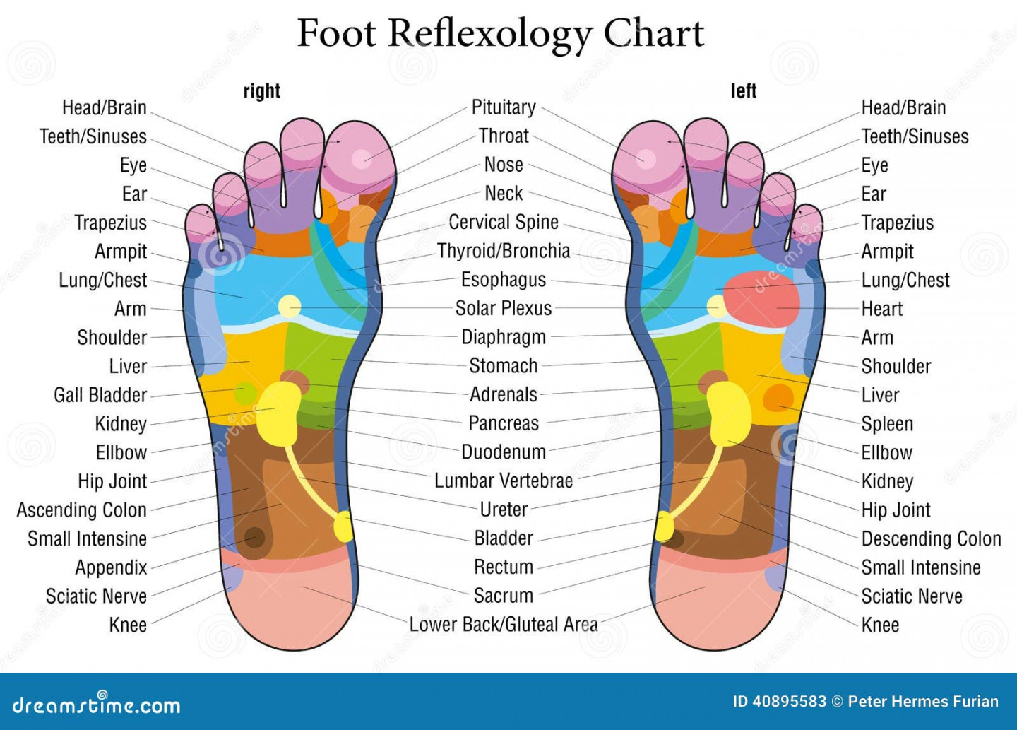 Reflexology Foot Chart Stock Illustrations –  Reflexology Foot