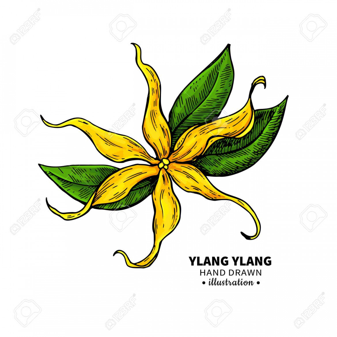 Ylang Ylang Vector Drawing