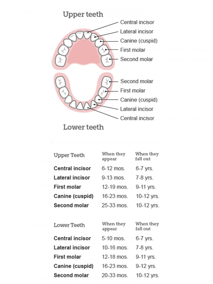 Baby teeth: order of appearance and loss (images)  BabyCentre