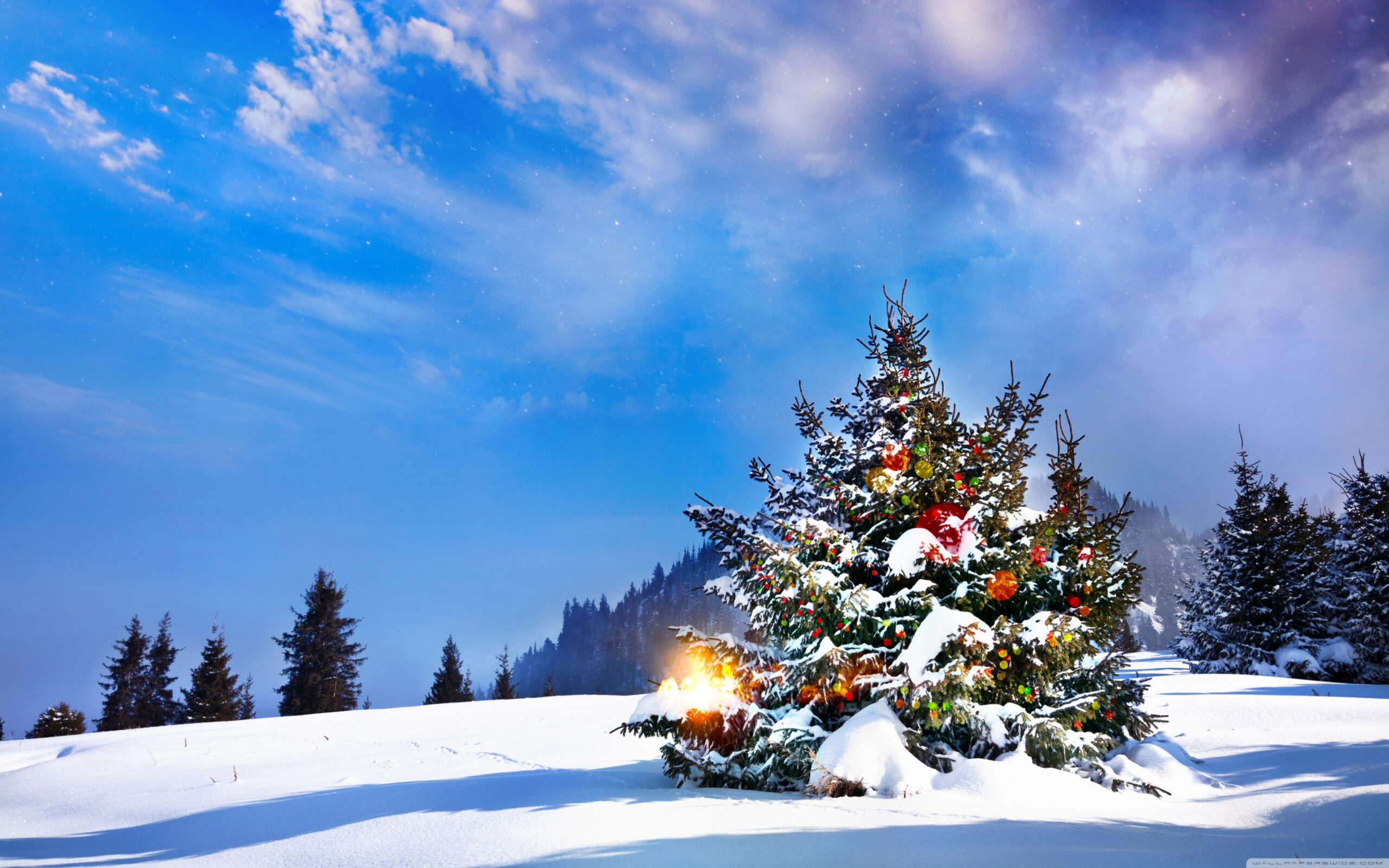 Christmas Trees Decorated Outside Ultra HD Desktop Background