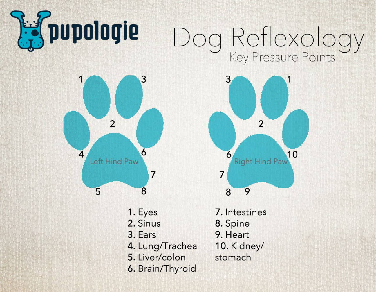 Dog Reflexology - Key Pressure Points  Reflexology, Pressure