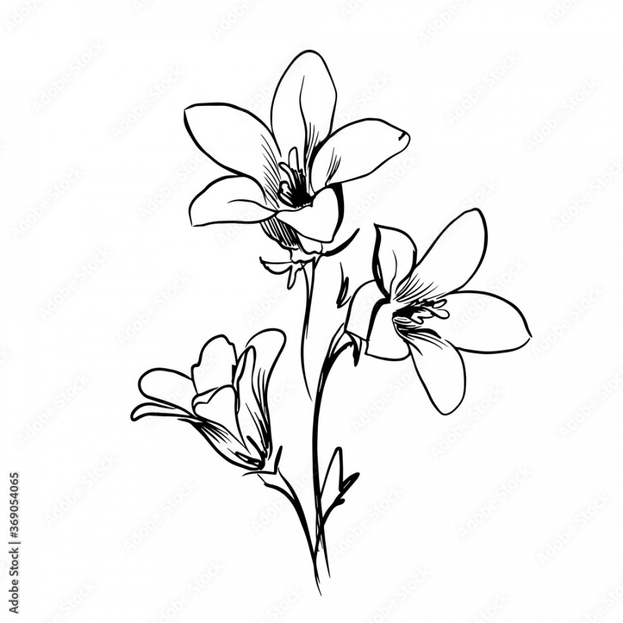 Flower line art. Minimalistic contour drawing. Line art work