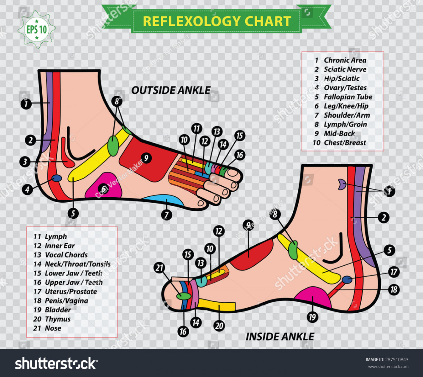 Foot Reflexology Chart Acupuncture Accurate Description: Stock