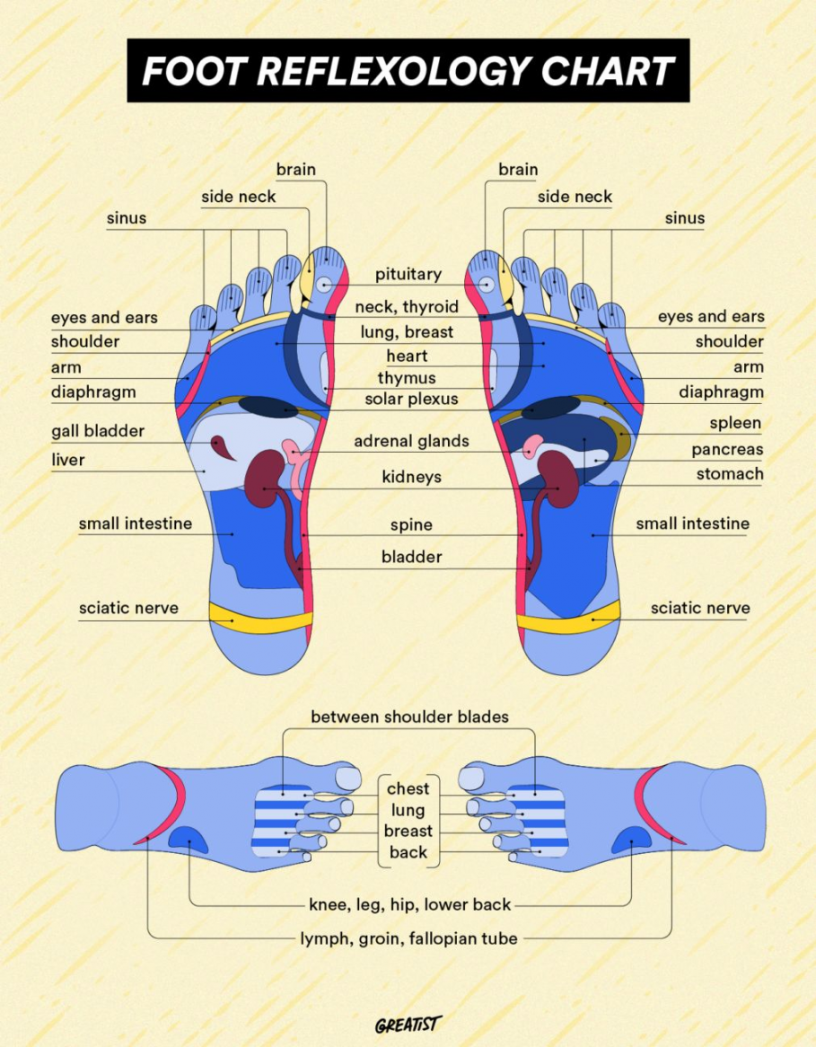 Foot Reflexology Chart: Free Chart and How to Use