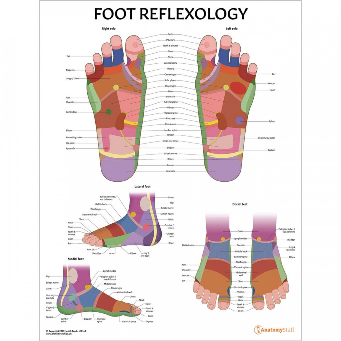 Foot Reflexology Poster  Zone Therapy Feet Massage