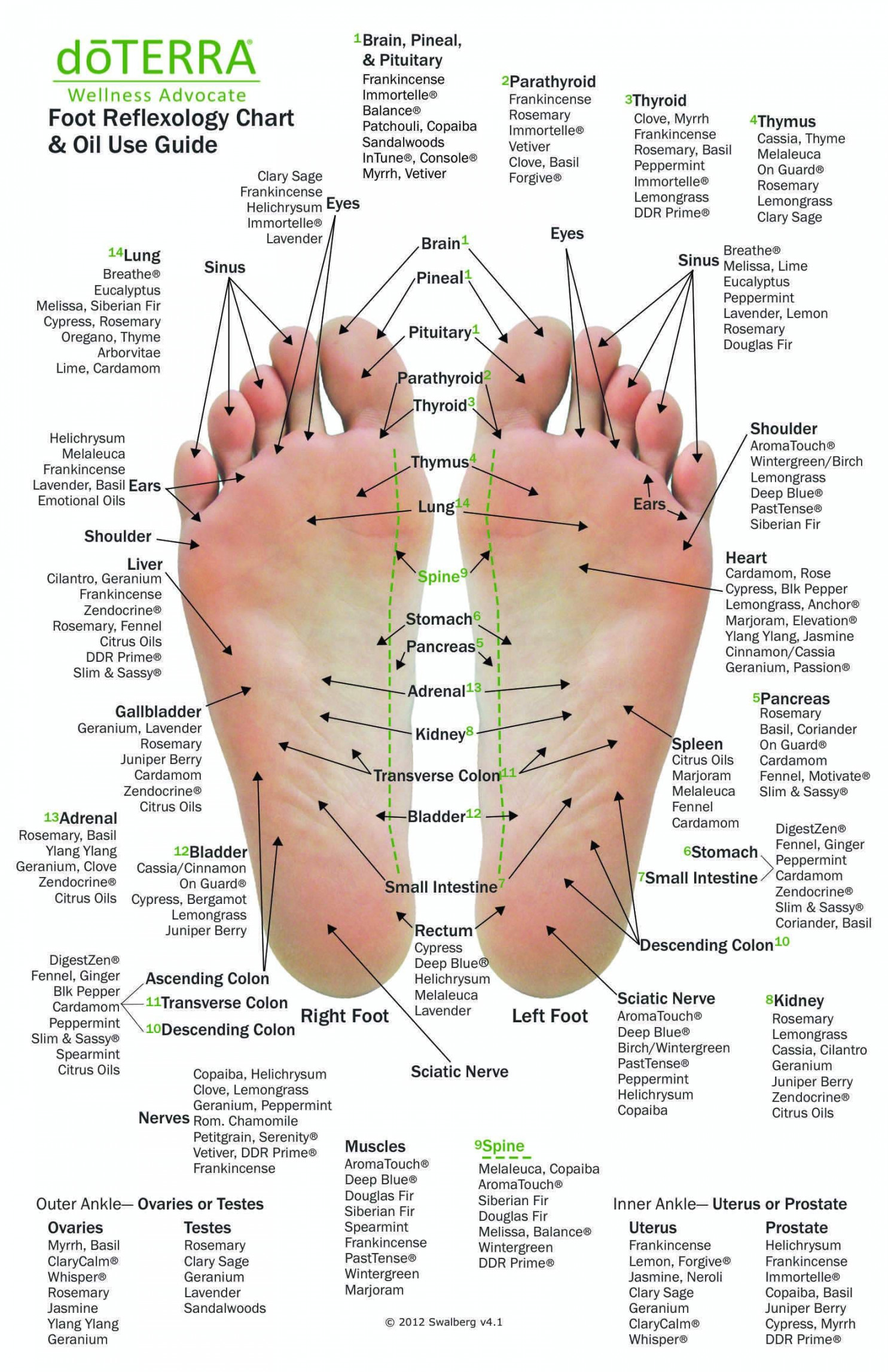 Hand & Foot Reflexology Chart - Small ."x