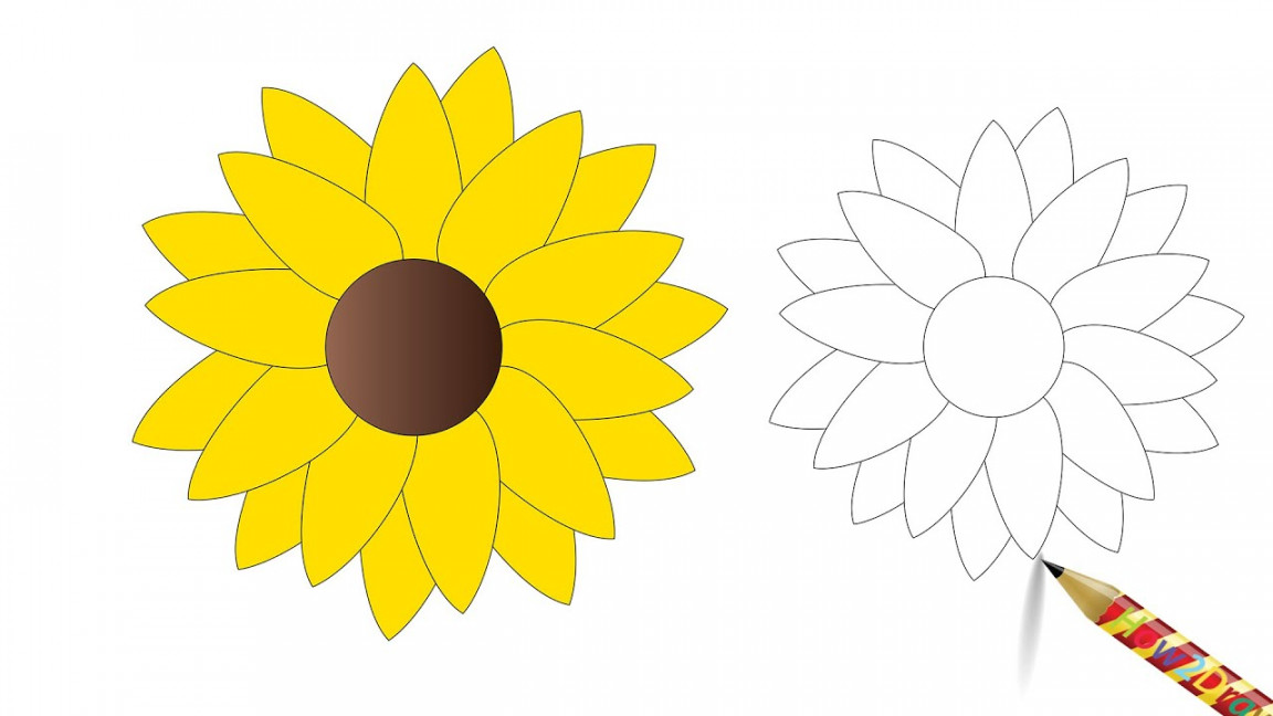 How to Draw a Daisy Yellow Flower - Easy Flower Drawing & Coloring