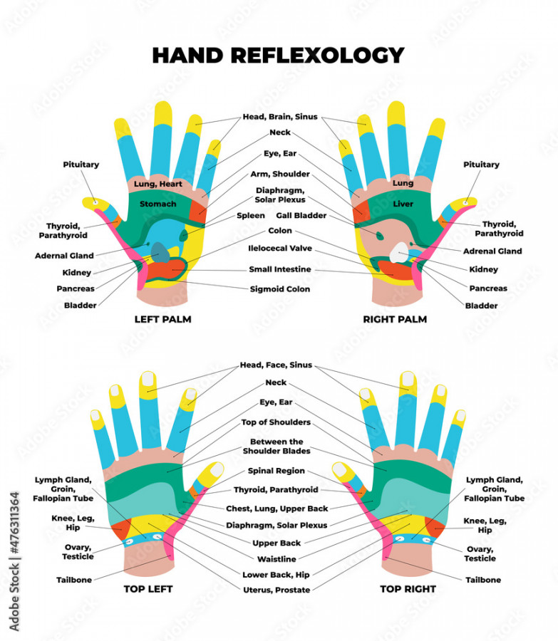 Left and right palm and top dorsal hand reflexology chart with