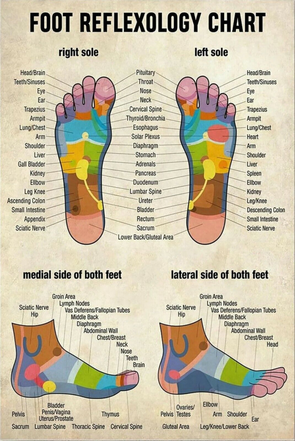 Massage Poster - Massage Therapist Foot Reflexology Chart Wrapped Poster..