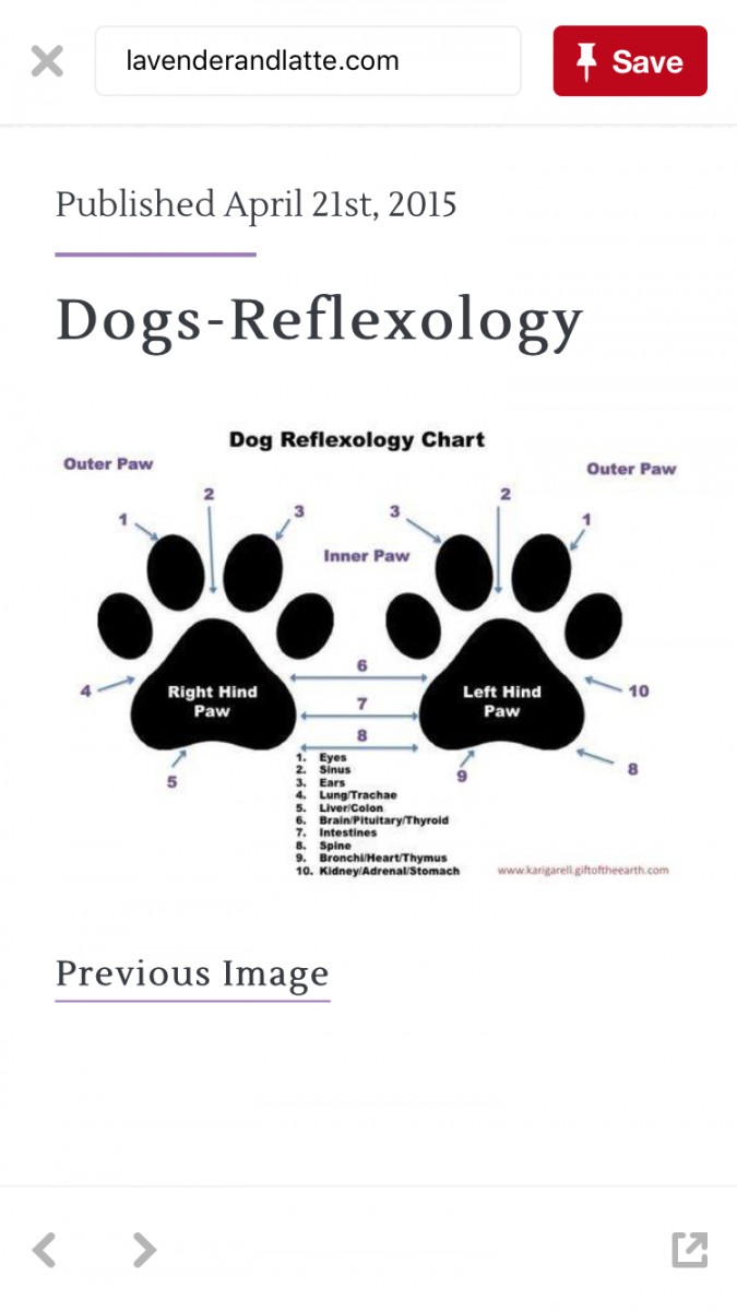 Pin by J I on Dog-reflexology  Reflexology chart, Sinusitis