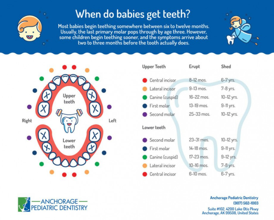 Printable Baby Teething Chart - Months until  years old