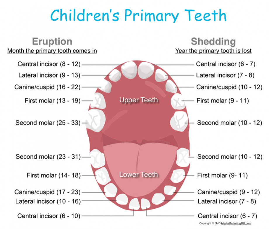 Stages of Teething and Helpful Hints - Kids Dental Online - Plano