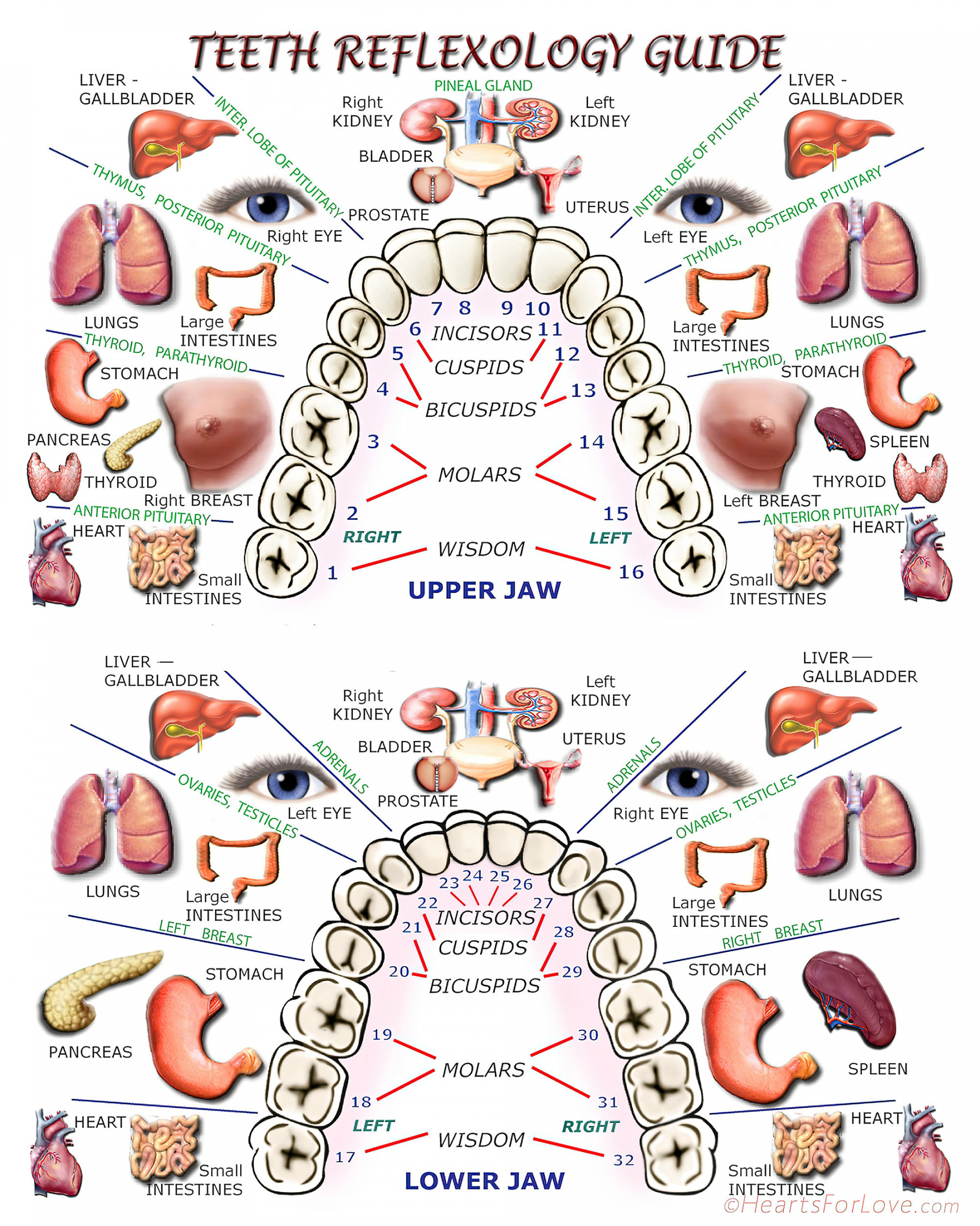 Teeth Reflexology Guide Photographic Paper Print  Sizes - Etsy