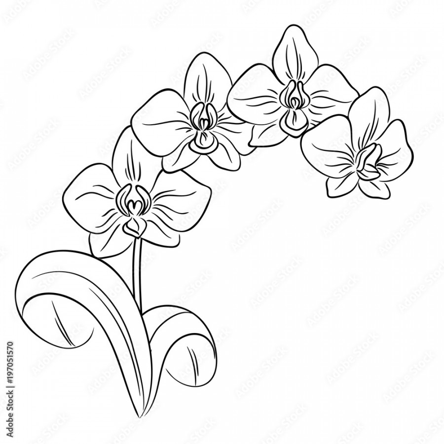 vector contour orchid flower bouquet symbol coloring page Stock