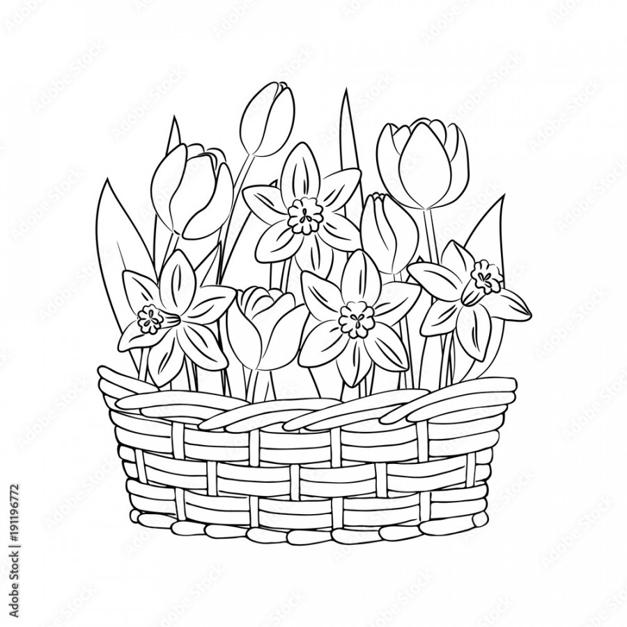 vector contour tulip narcissus flowers in basket coloring book