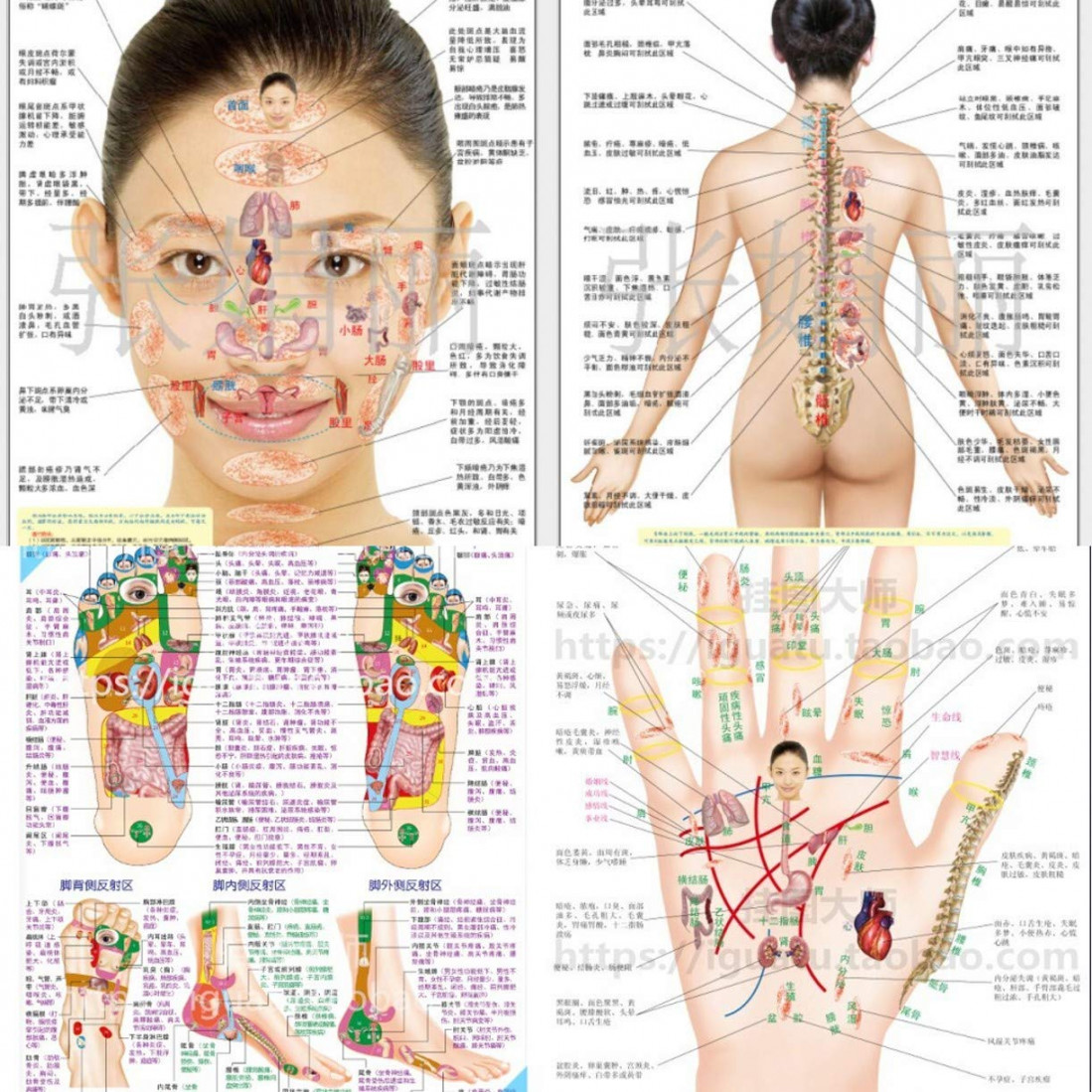 WellieSTR  Stlye Reflexology Acupressure Wall Chart - Acupressure Massage  Chart- Trigger Point Therapy Chart/Poster Set; Acupressure Charts - Massage