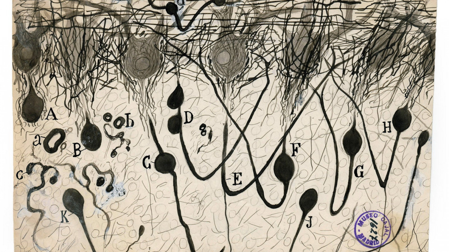 A Deep Dive Into the Brain, Hand-Drawn by the Father of