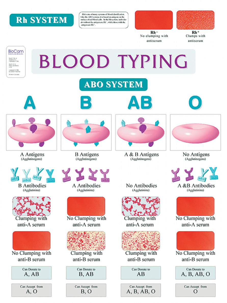 ABO Blood Typing Wall Chart  Flinn Scientific