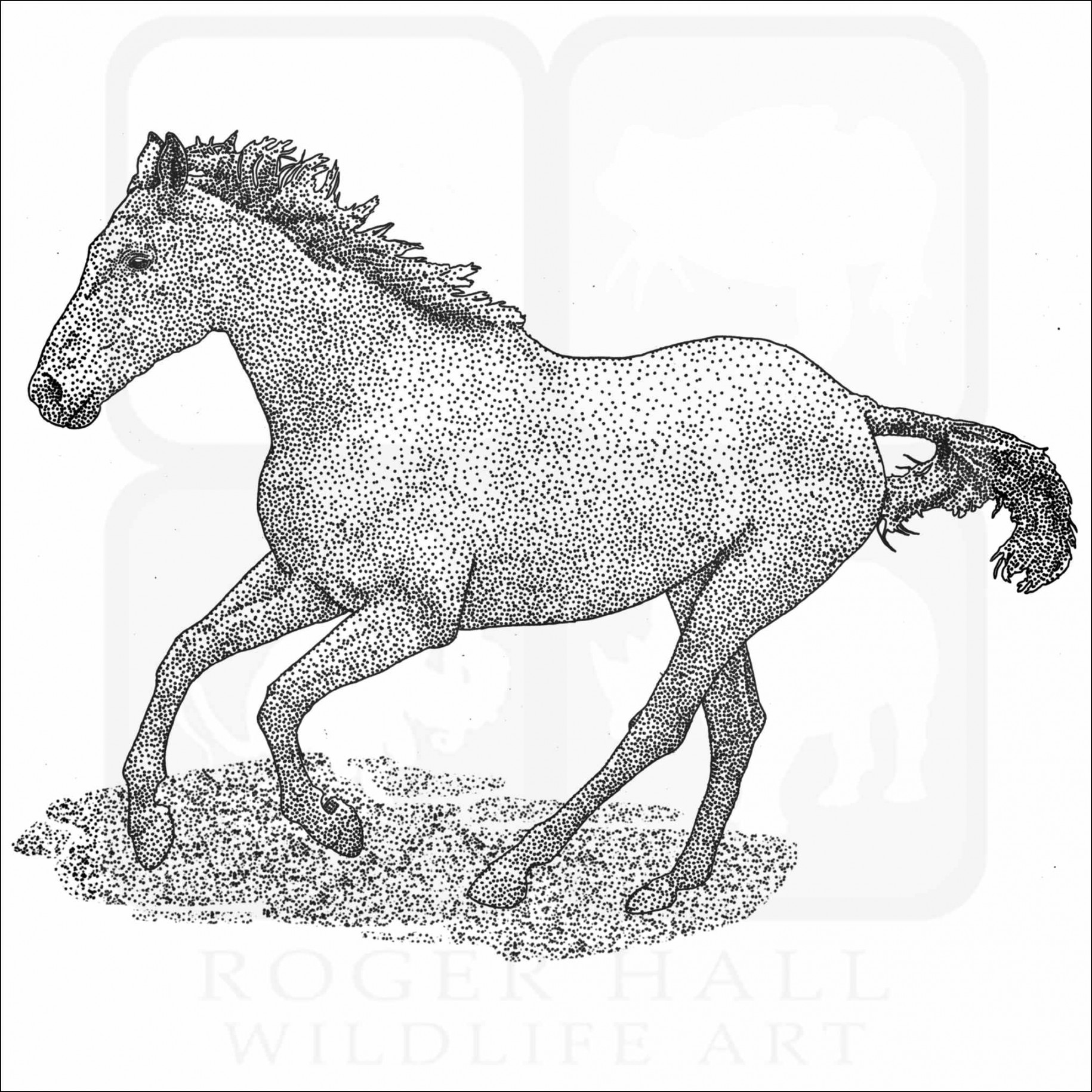 American Quarter Horse- Signed Fine Art Print