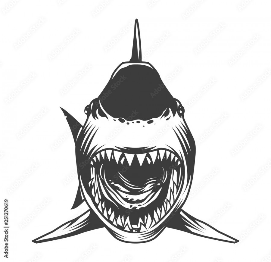 Angry shark front view template Stock-Vektorgrafik  Adobe Stock