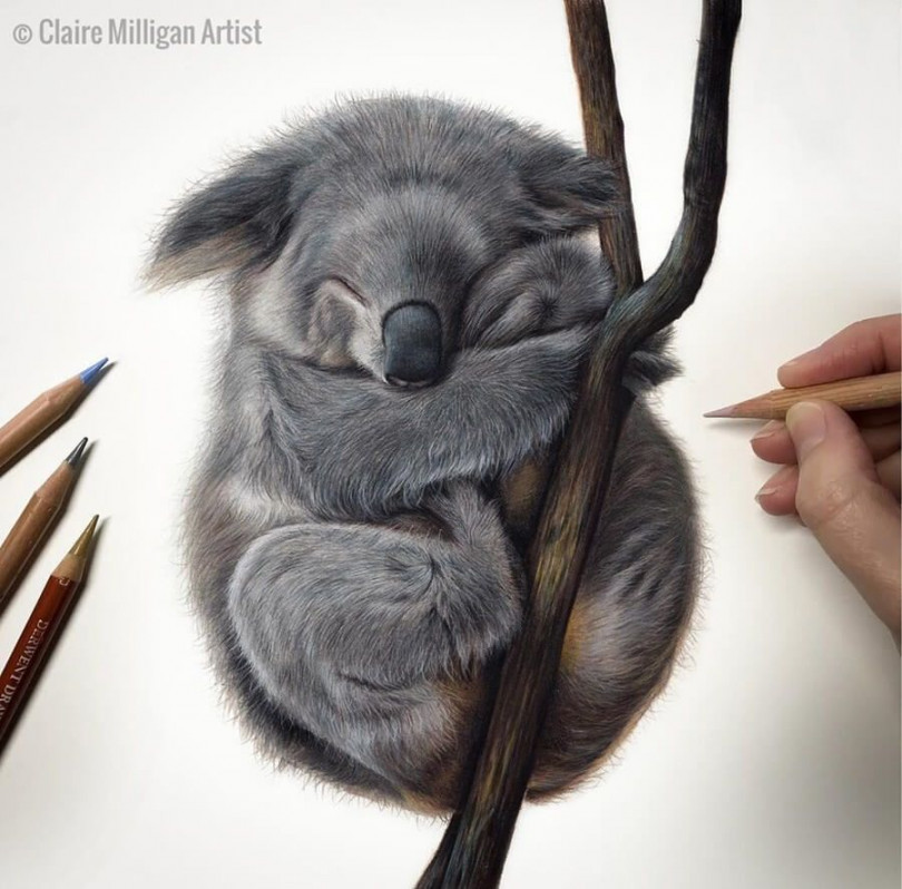 Animal Drawings and  Painting  Koala drawing, Animal drawings