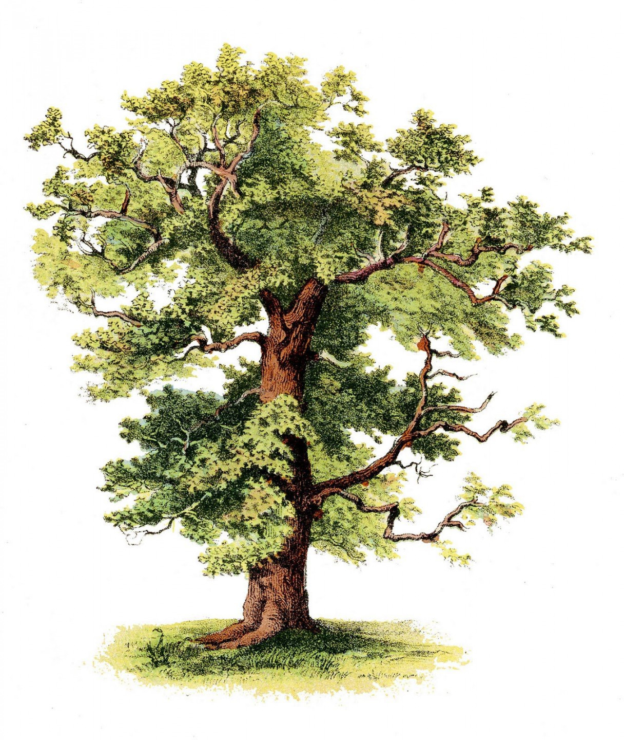 Antique Clip Art - Beautiful Tree - The Graphics Fairy  Tree