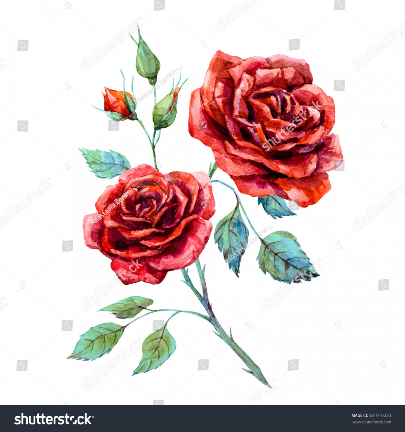 Aquarellzeichnung auf roter Rose einzeln auf: Stockillustration