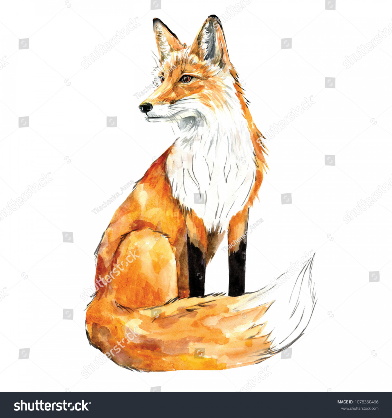 Aquarellzeichnung mit einem sitzenden Fox: Stockillustration