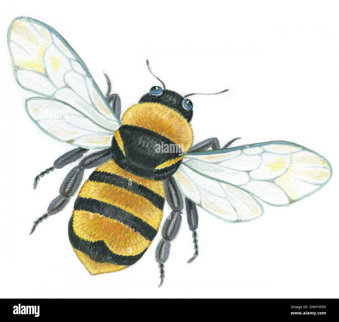 Australian native bee Cut Out Stock Images & Pictures - Alamy