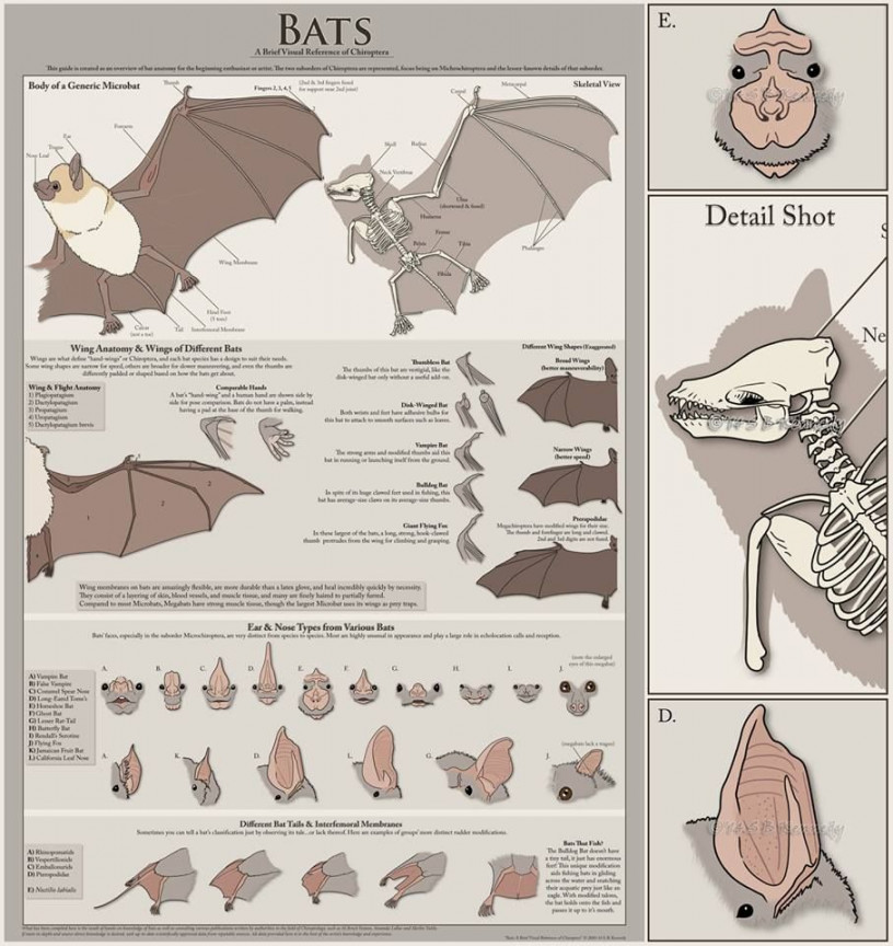 Bat anatomy, Creature concept art, Anatomy