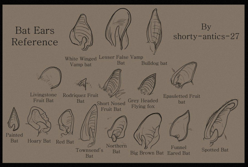 Bat Ear Reference by shortybat on DeviantArt  Bat art, Bat