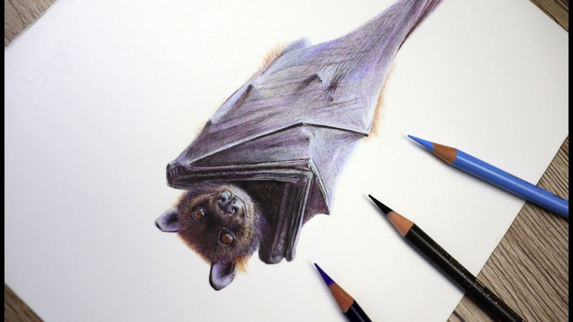 Bat Tutorial - How to draw a bat