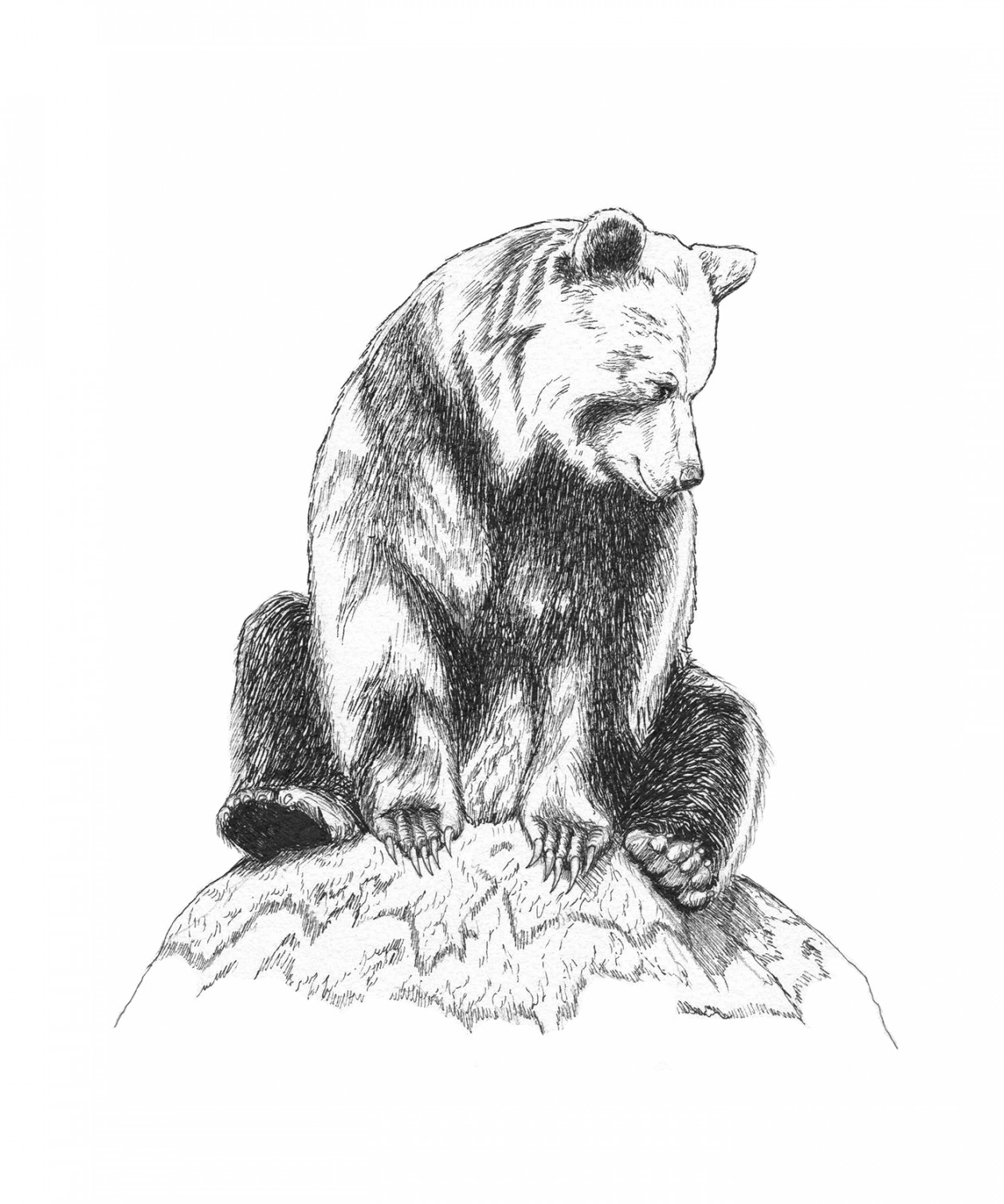 Bear on Mossy Rock on Behance