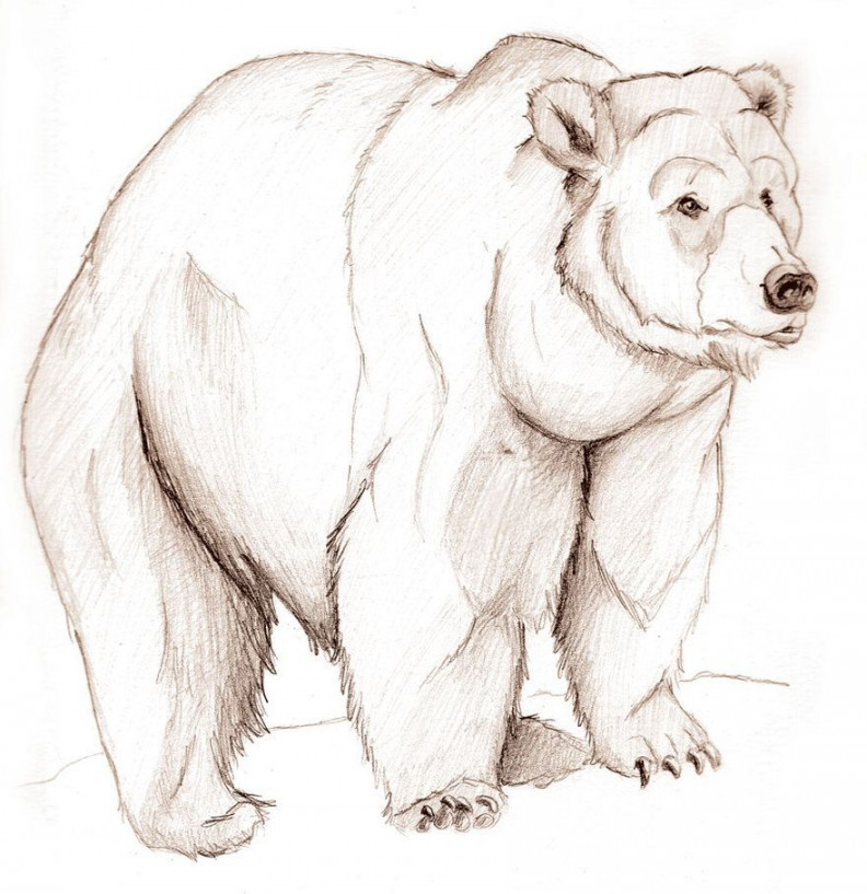 Bear sketch, Bear drawing, Polar bear drawing