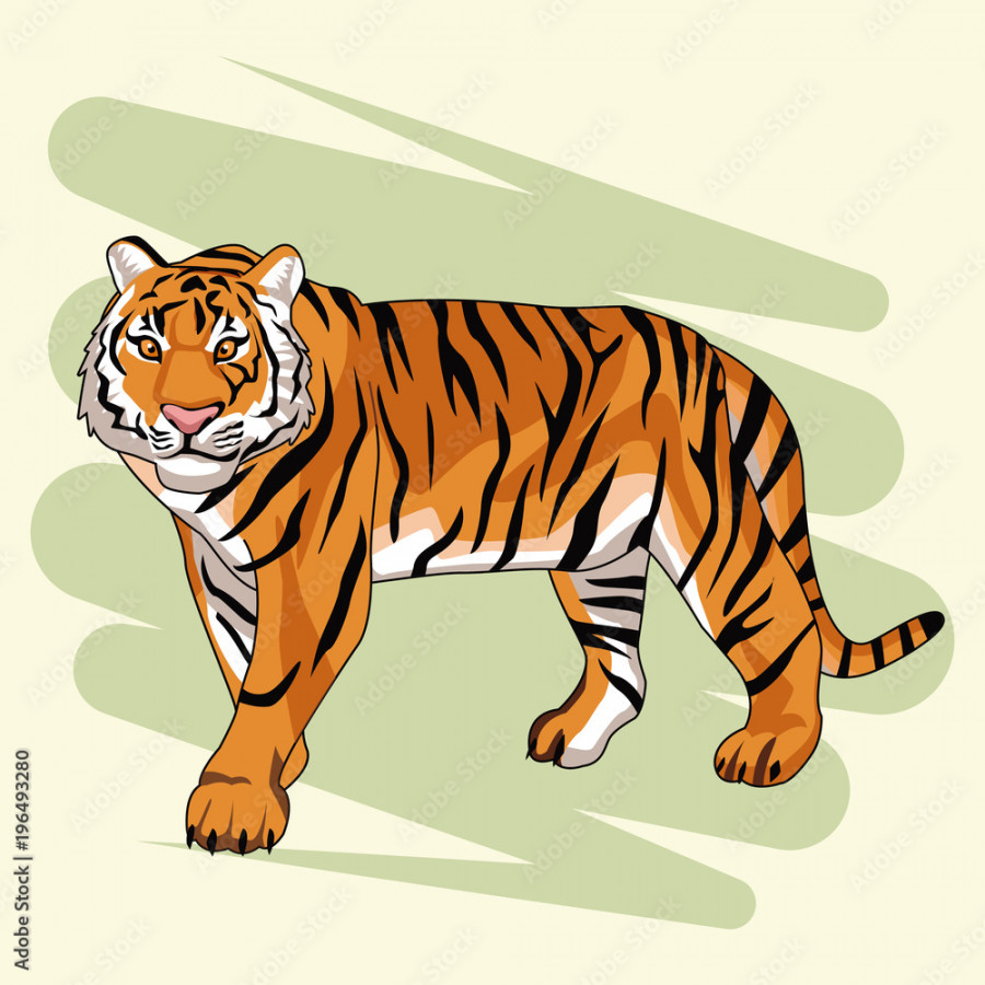 Beautiful tiger drawing vector illustration graphic design Stock