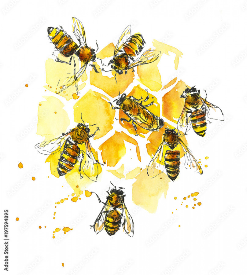 Bees and honeycombs