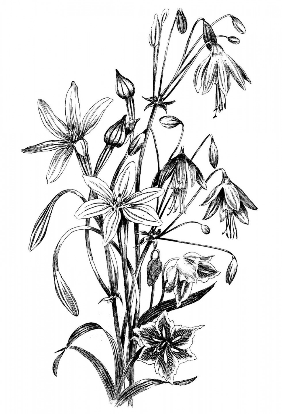 Black and White Floral Drawing - The Graphics Fairy  Floral