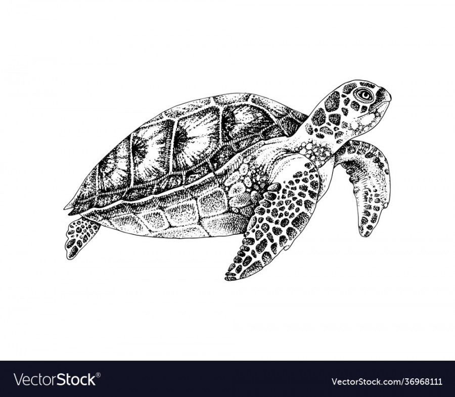 Black and white hand drawn sea turtle Royalty Free Vector