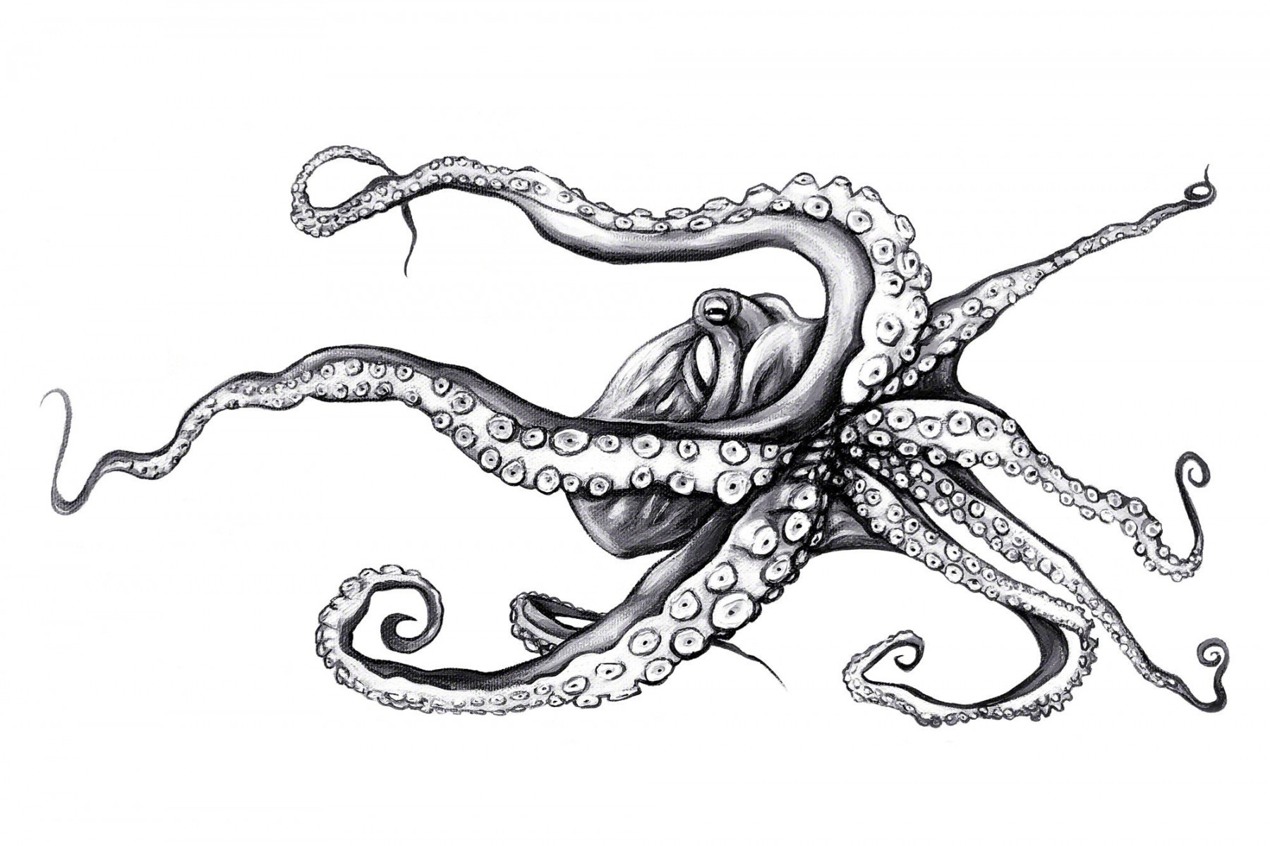 Black And White Tako Art, B & W Octopus Print, Hawaiian He