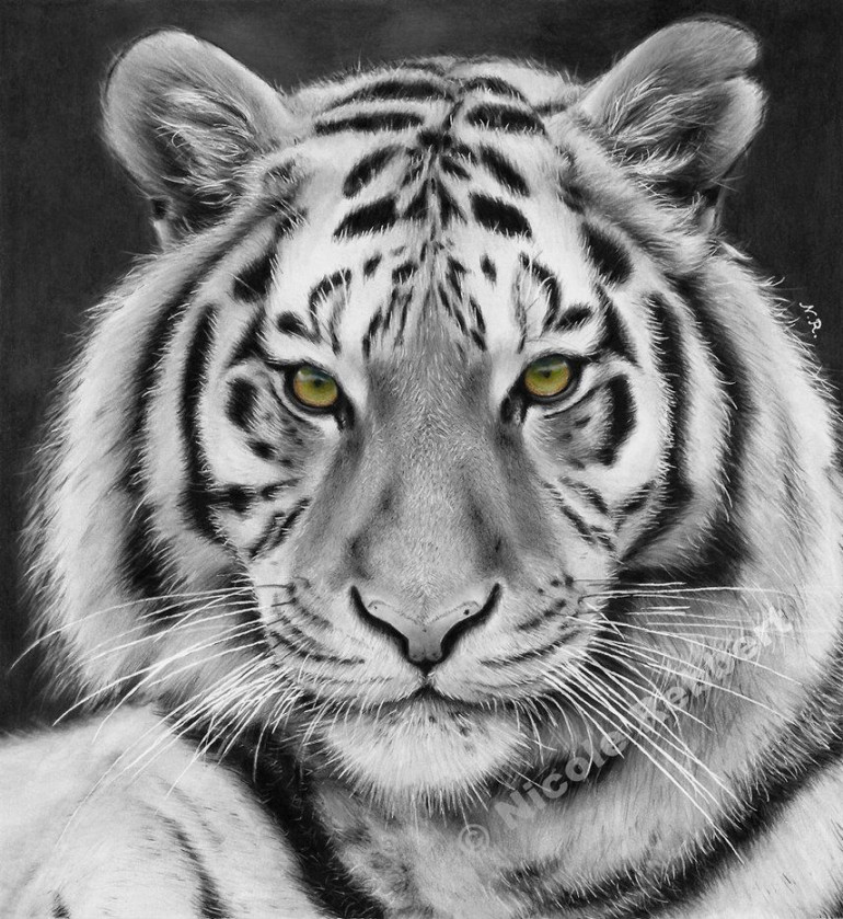 Black and White Tiger (drawing) by Quelchii on DeviantArt  Tiger