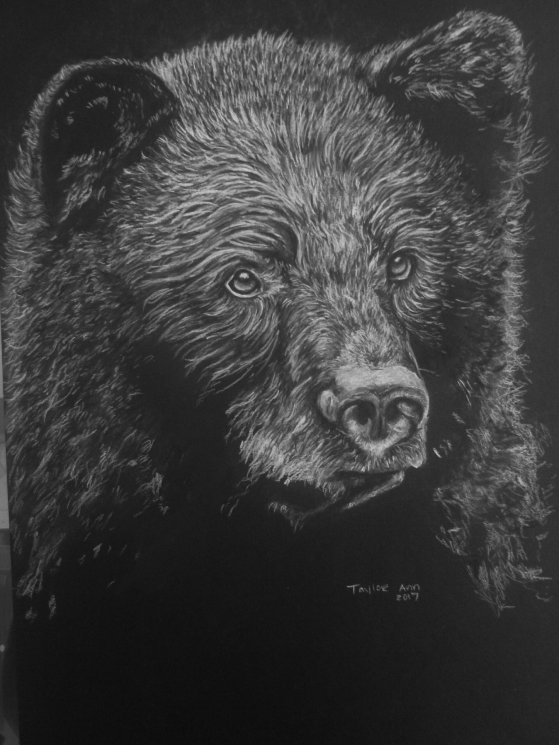 Black Bear portrait completed in charcoal — Wildlife Sanctuary Art by  Taylor Ann