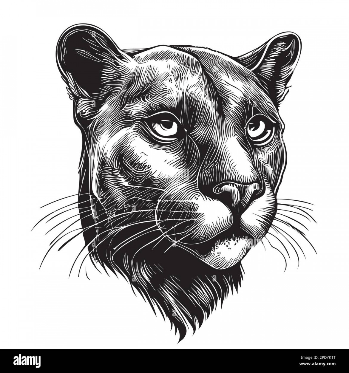 Black panther portrait hand drawn sketch illustration, Wild