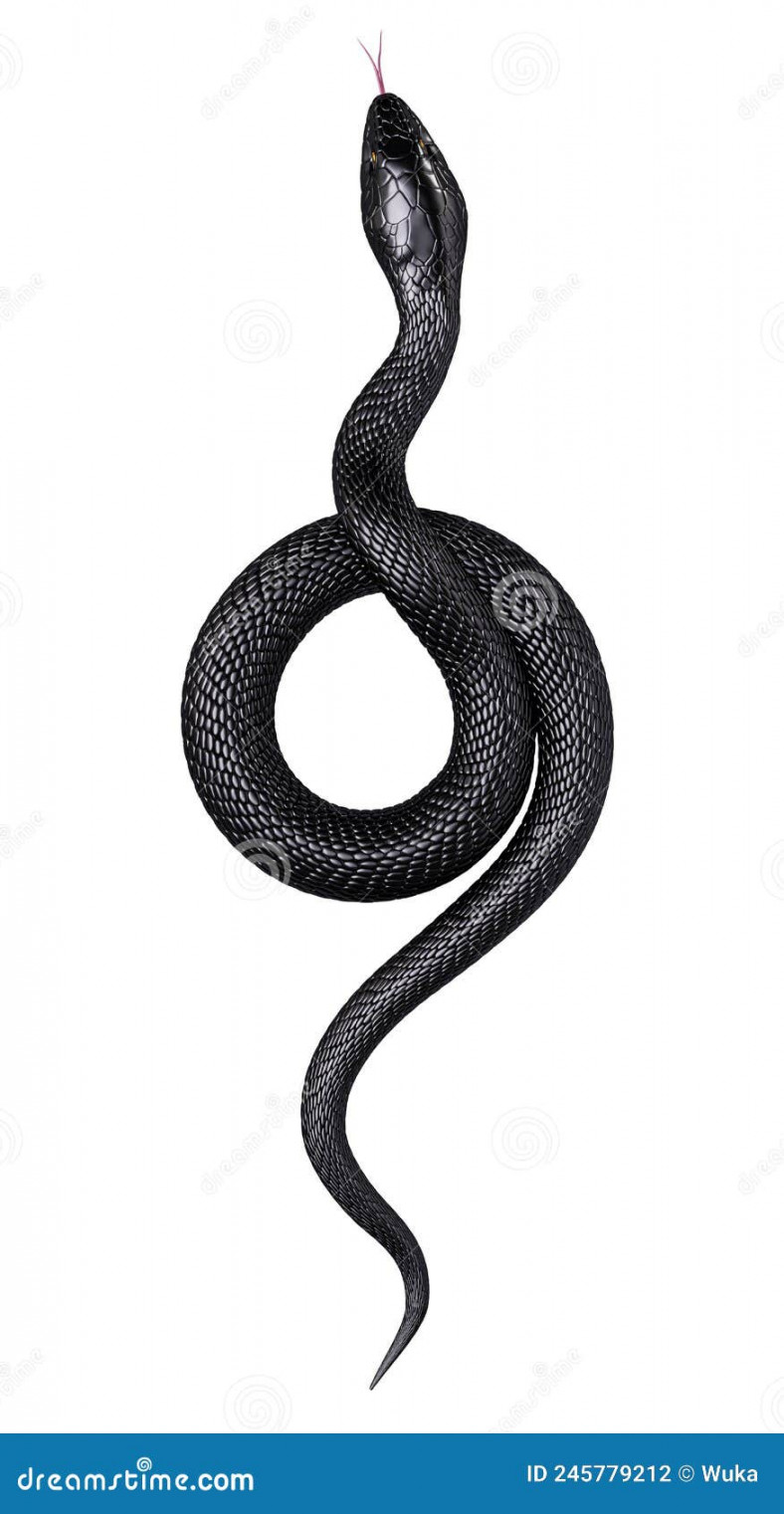 Black Snake Isolated on White Background