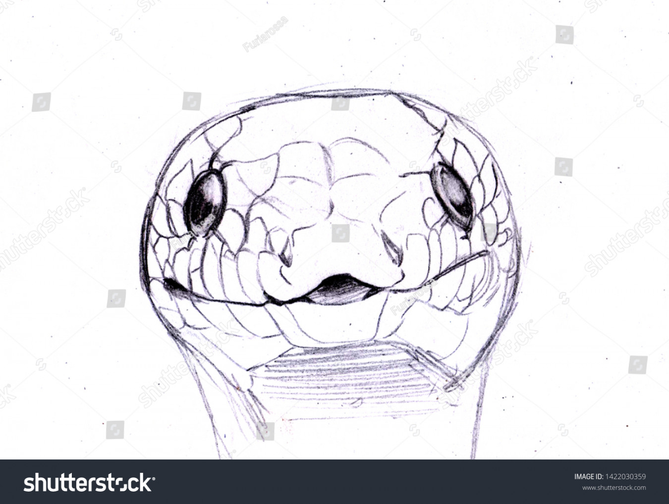 Black White Illustration Snake Head Front Stock Illustration