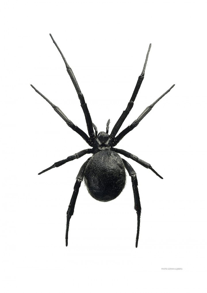 Black widow  Spider art, Spider drawing, Spider tattoo