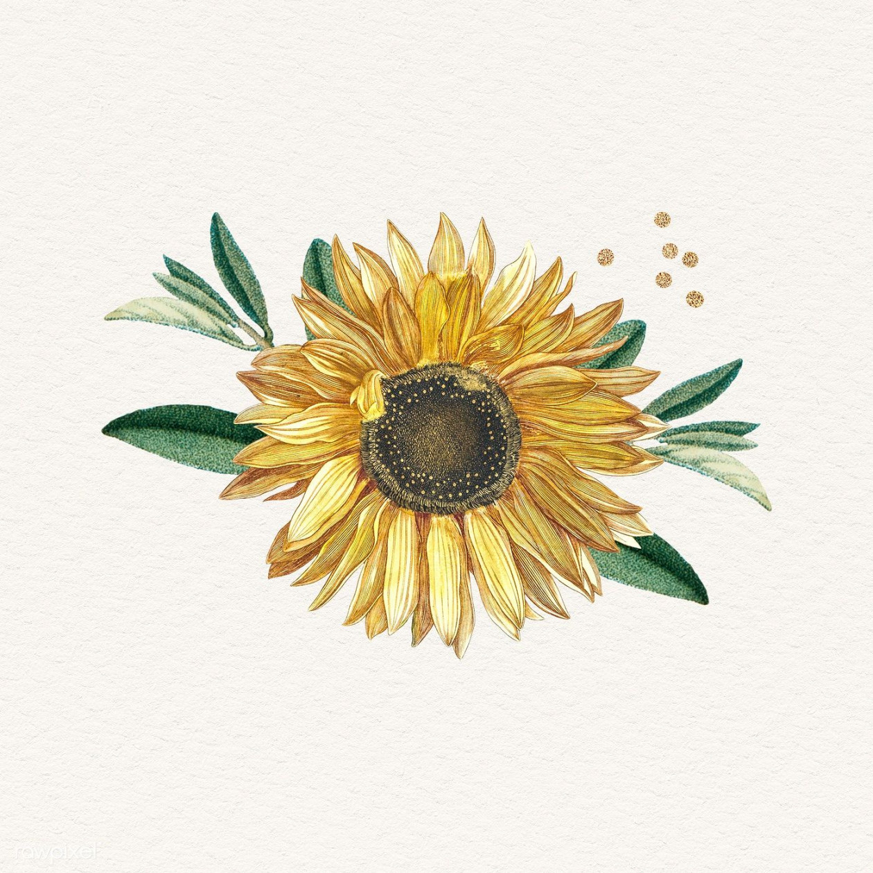 Blooming sunflower design element illustration  premium image by